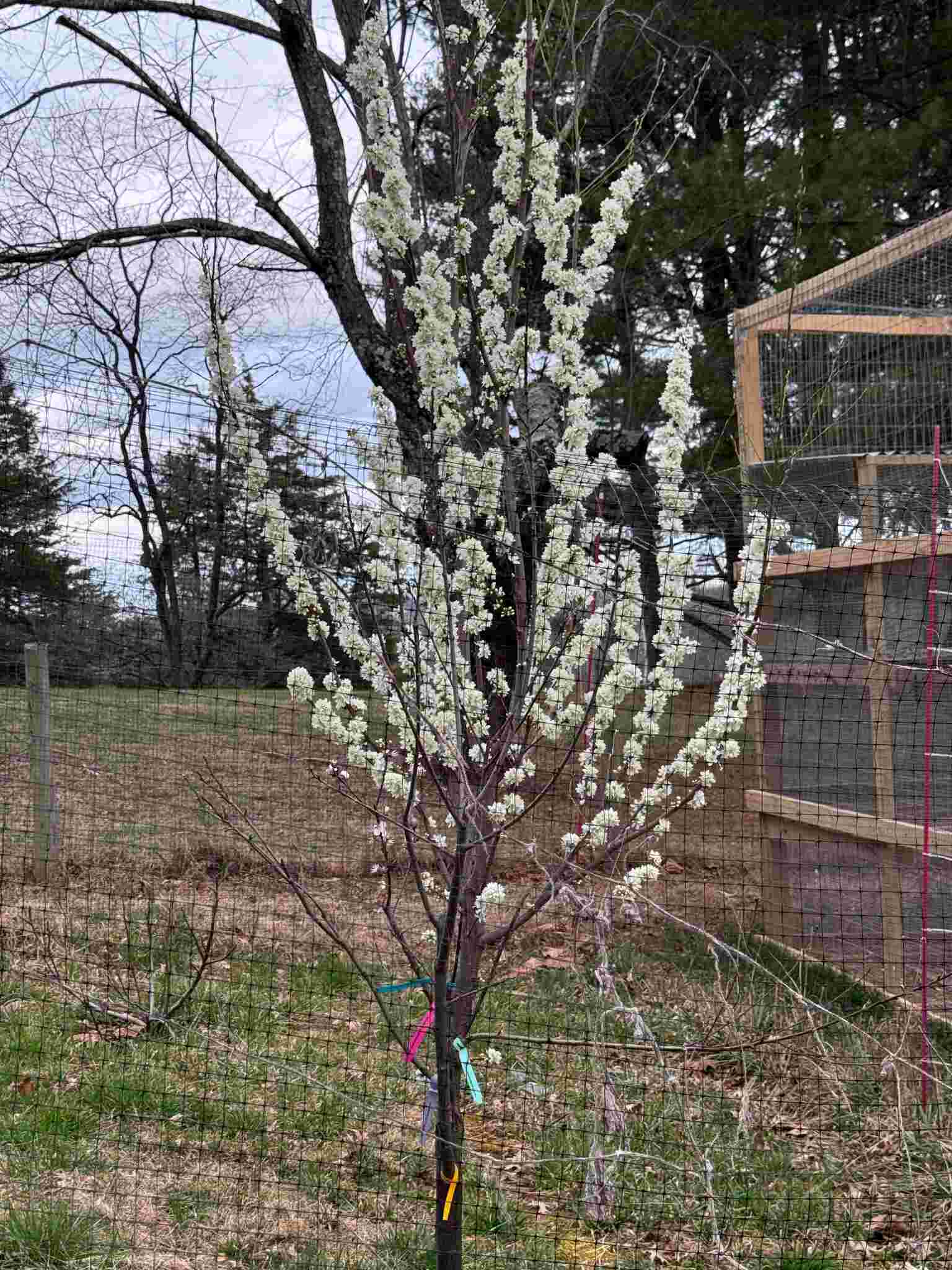 Fruit tree in bloom